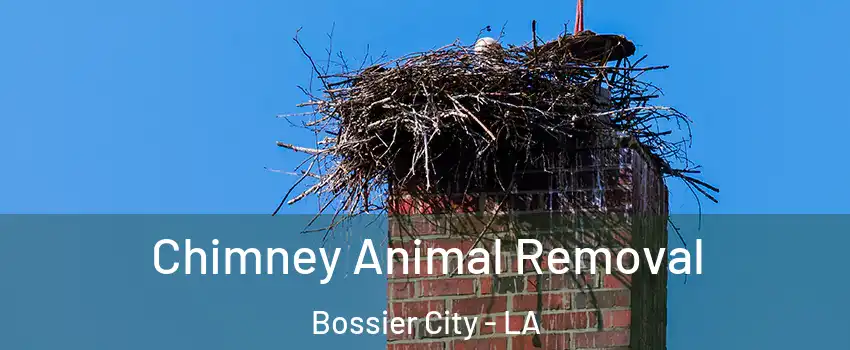 Chimney Animal Removal Bossier City - LA