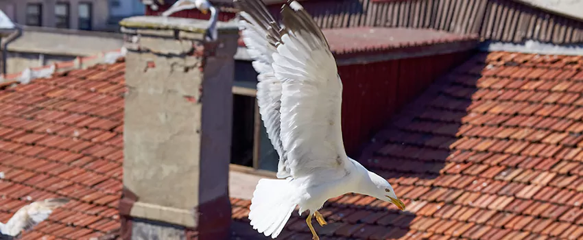 Residential Chimney Animal Removal Solution in Bossier City, LA