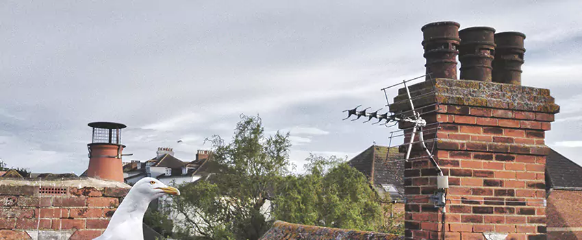Chimney Cleaning And Restoration in Bossier City, Louisiana